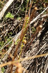 Microtis graniticola