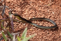 Dendrelaphis caudolineatus