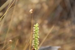 Microtis graniticola