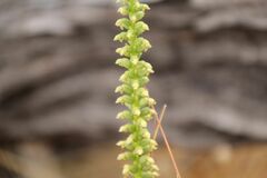 Microtis graniticola