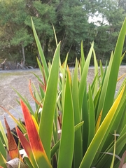 Xeronema callistemon