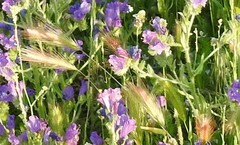 Hordeum murinum leporinum