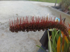Xeronema callistemon