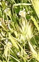 Bromus madritensis
