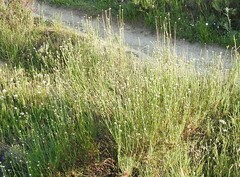 Santolina rosmarinifolia