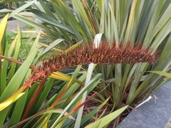 Xeronema callistemon