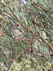 Acacia pinguifolia