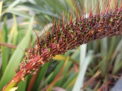 Xeronema callistemon