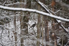 Meleagris gallopavo silvestris