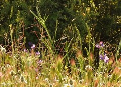 Dactylis glomerata hispanica