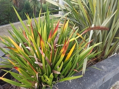 Xeronema callistemon