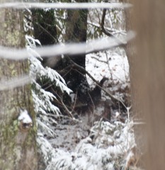 Meleagris gallopavo silvestris