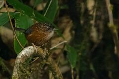 Spelaeornis troglodytoides