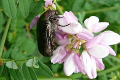 Protaetia cuprea