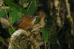 Spelaeornis troglodytoides