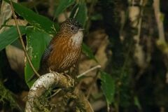 Spelaeornis troglodytoides