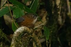 Spelaeornis troglodytoides