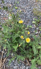 Sonchus oleraceus