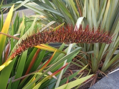 Xeronema callistemon
