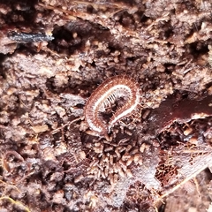 Cleidogona