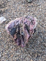 Mollusca