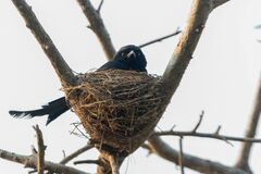 Dicrurus macrocercus