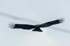 Ictinaetus malaiensis