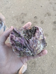 Mollusca