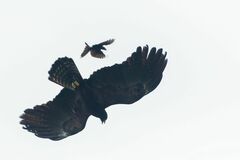 Ictinaetus malaiensis