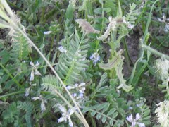 Biserrula pelecinus