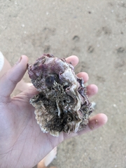 Mollusca