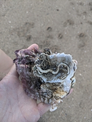 Mollusca