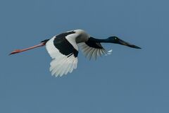 Ephippiorhynchus asiaticus