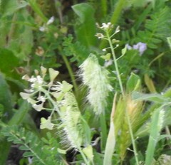 Biserrula pelecinus