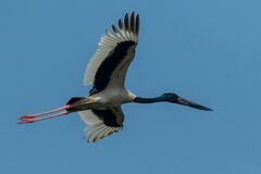 Ephippiorhynchus asiaticus