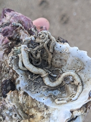 Mollusca