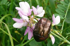 Protaetia cuprea