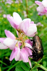 Protaetia cuprea