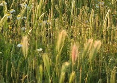 Hordeum murinum leporinum