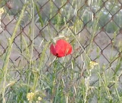 Papaver rhoeas