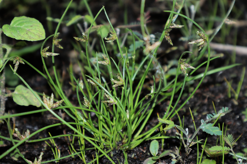 Sharpscale Bulrush (Schoenoplectiella erecta)