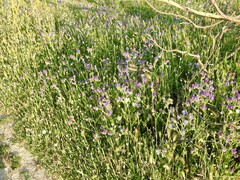 Hordeum murinum leporinum