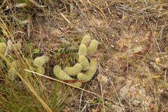 Ptilotus spathulatus