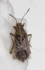 Aufeius impressicollis