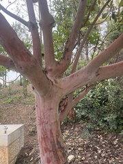 Arbutus andrachne