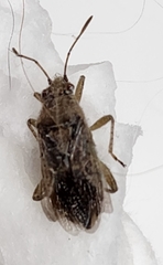 Aufeius impressicollis