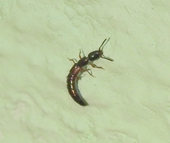 Xantholinus