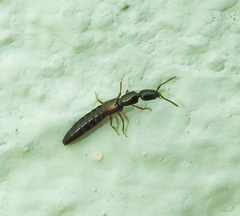 Xantholinus