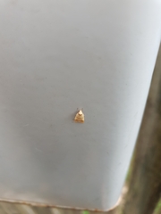Chezala brachypepla