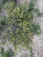 Pultenaea densifolia